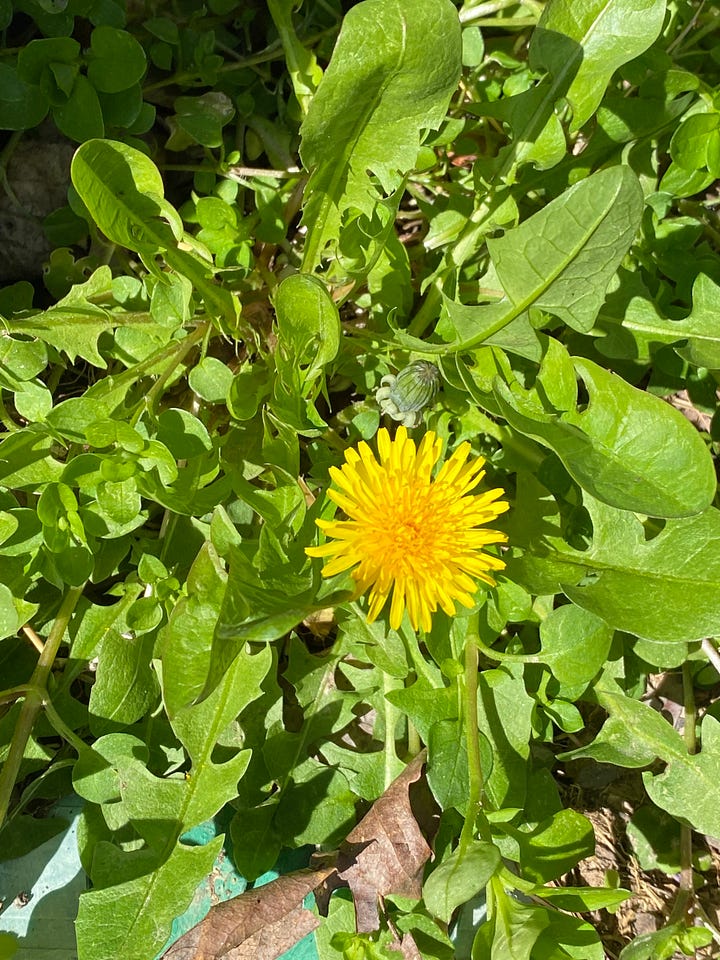 clockwise from top right, dandelion, chickory, Echinacea, Rudbeckia