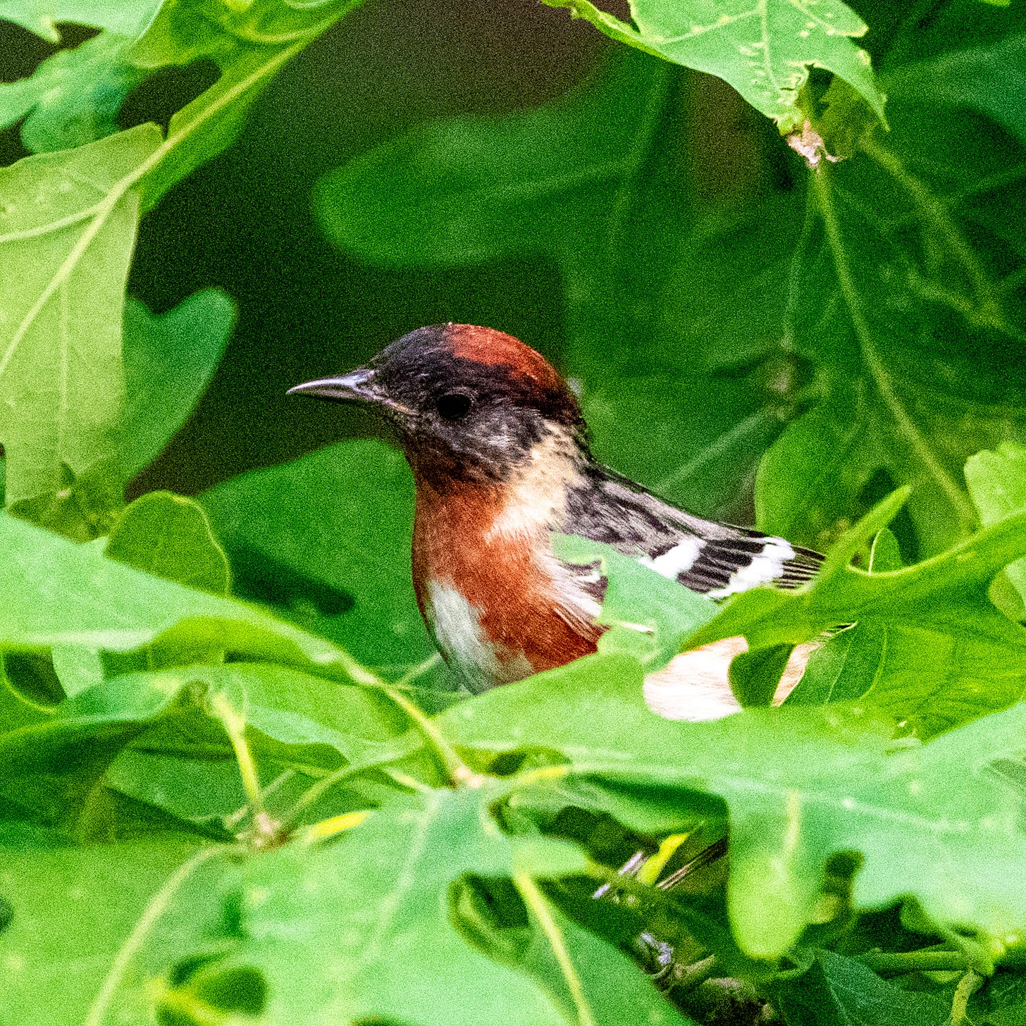 The head and shoulders of a bay-breasted warbler, with a crimson crown and breast, a yellow patch on its neck, and a dusty black face