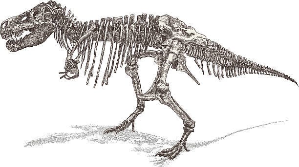 t rex skeleton - dinosaur stock illustrations