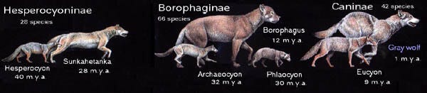 Dog Ancestors