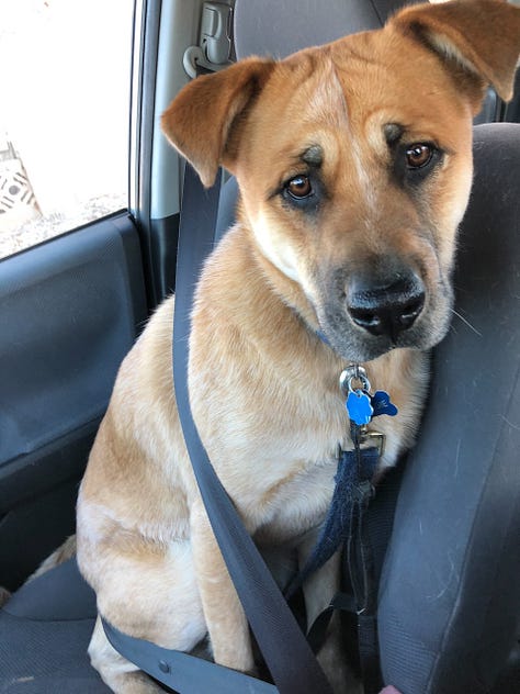 new mexico brown dog Reggie