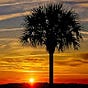 Christopher Gadsden's avatar