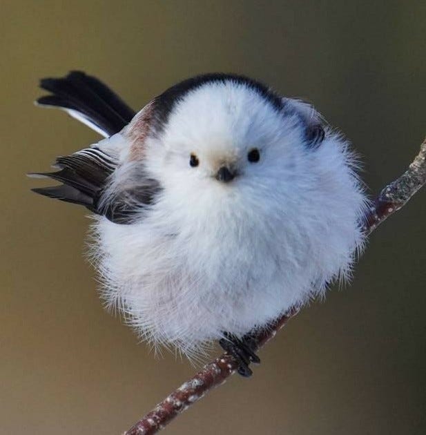 The Hokkaido long-tailed bushtit, looking like a dirty snowball with button-eyes, perched on a twig.