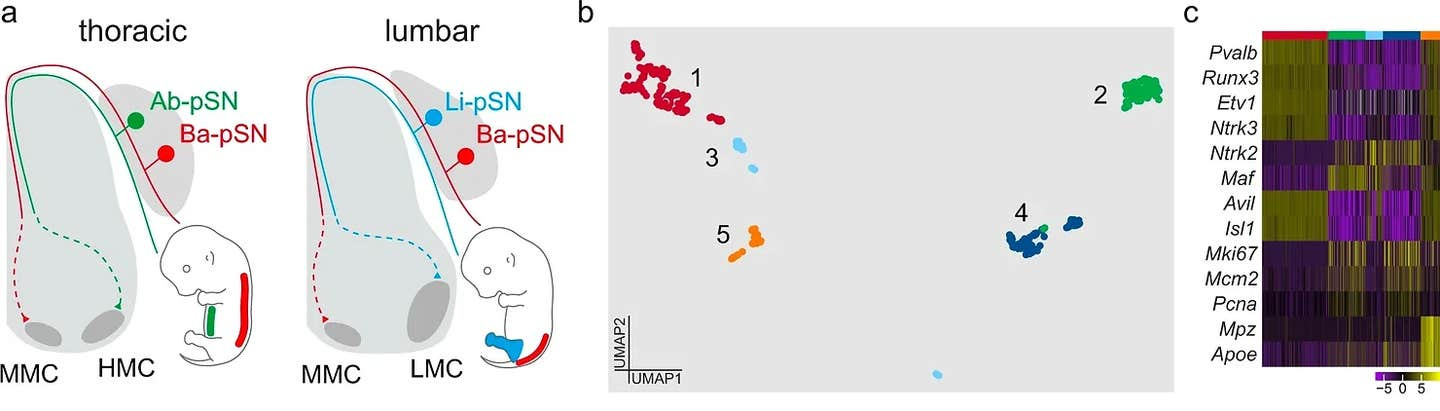 Schematic illustrating central and peripheral connectivity of e15.5 proprioceptors at thoracic (left) and lumbar (right) spinal levels.