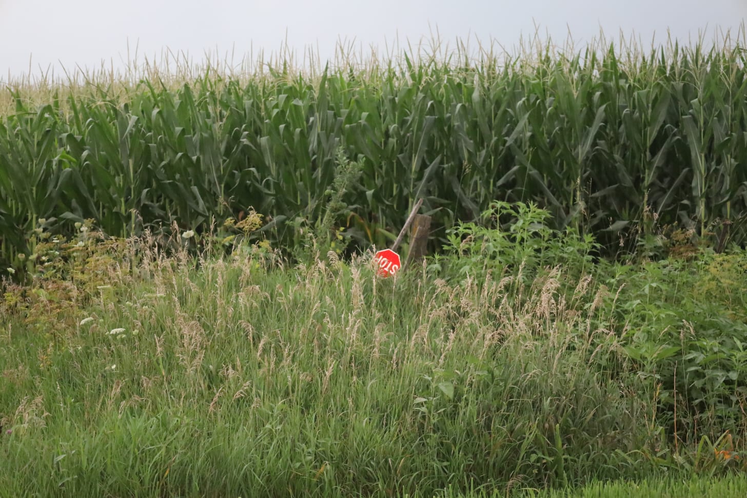 cornfield with broken stop sign in ditch