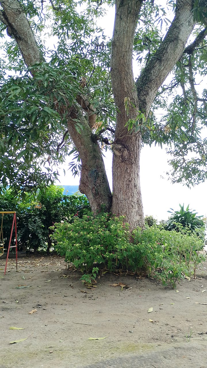 Sequência de fotos no sítio: acerolas entre as folhas, cactos subindo por um tronco de árvore, gata preta na calçada, árvore alta cercada por folhas e flores com um balanço de ferro do lado, flores rosas cercadas de folhas verdes e uma borboleta clara no meio