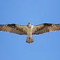 Osprey's avatar