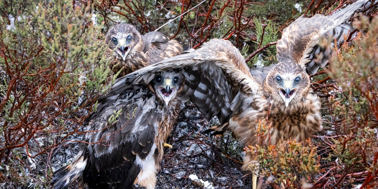 Explorer turns his lens on hen harriers