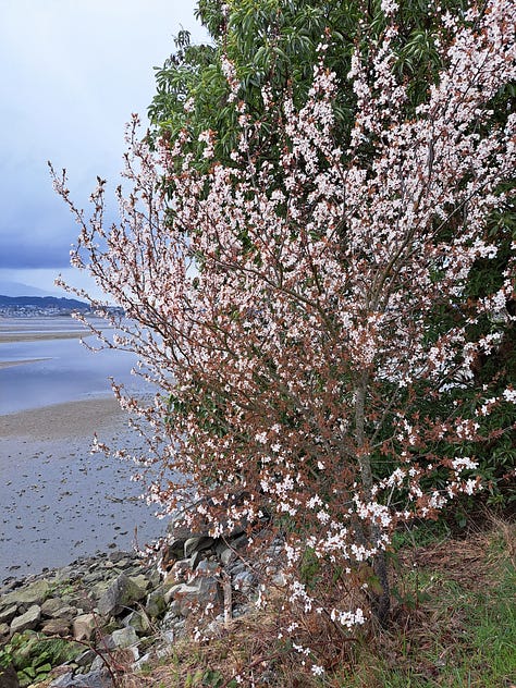 6 photos: looking across the water at mountains and a town with rainclouds overhead, mossy trees, a heron standing in the water, a interestingly shaped rock, blossoms on a tree next to the water, sea lion heads poking out of the water