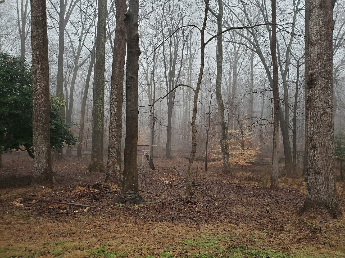 a forest filled with lots of trees covered in fog