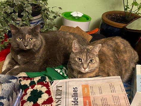 A collection of photos of Dilly (grey tortoiseshell cat) with her best friend Lucy (tortoiseshell cat).