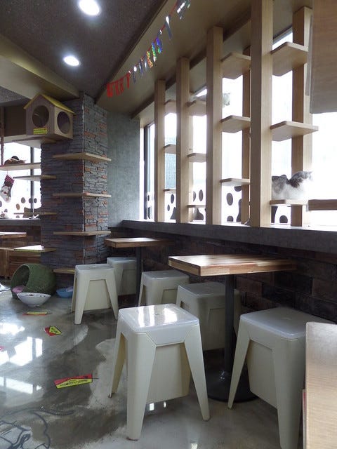 Godabang Cat Cafe Seoul Godabang Cat Cafe Seoul