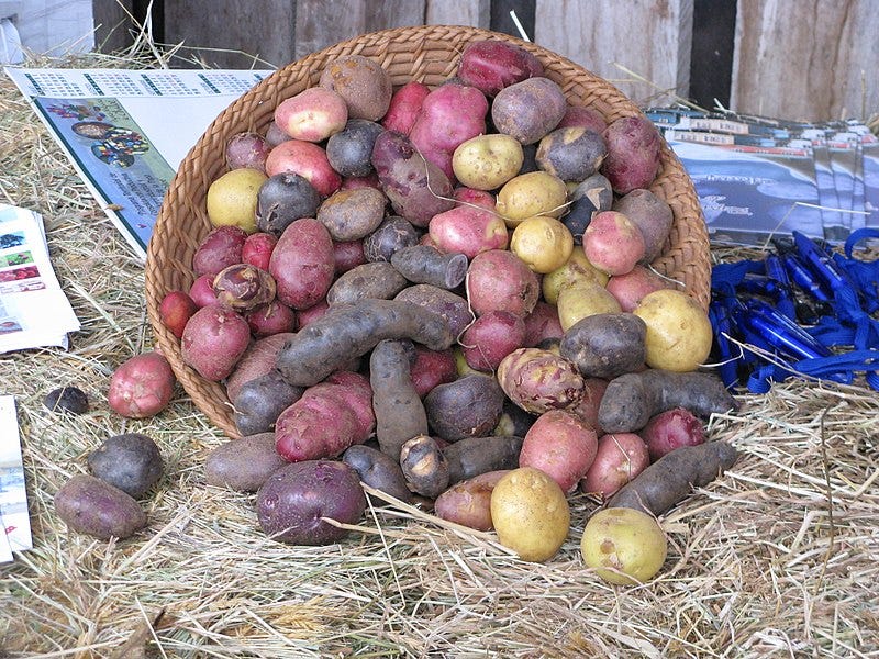 File:Papas de colores de Chiloe.jpg