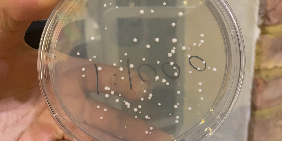 I Managed to Grow Countable Yeast Colonies