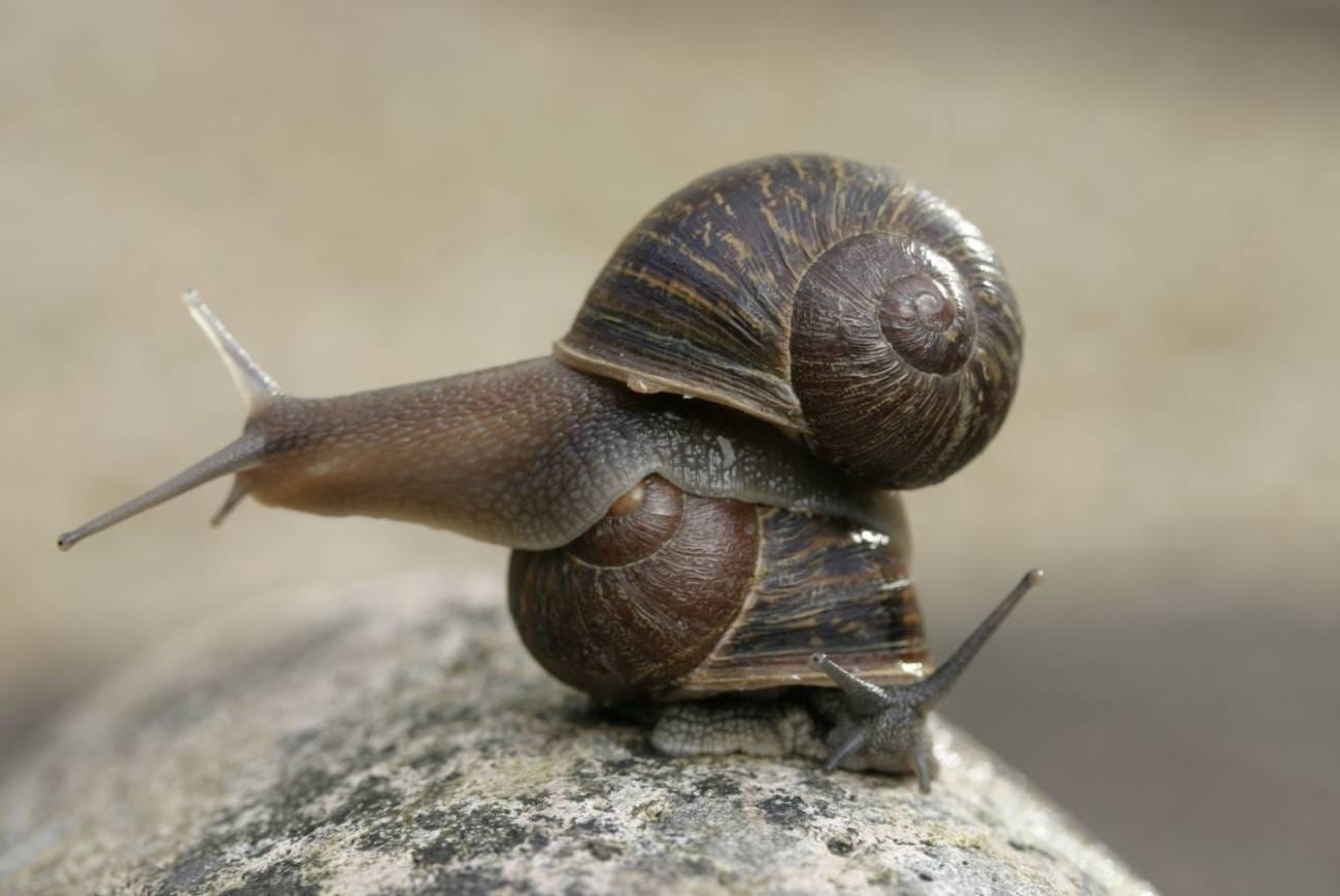 Esta es la historia de Jeremy, el caracol zurdo que solo tuvo crías diestras