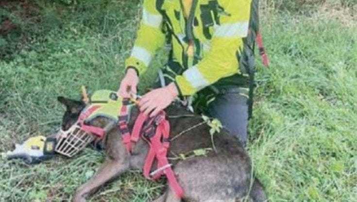 Malore in Trentino, muore il manager Federico Dossena. Il suo cane Kelly lo veglia e ringhia ai soccorsi Malore in Trentino, muore il manager Federico Dossena. Il suo cane Kelly lo veglia e ringhia ai soccorsi