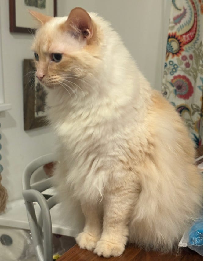 white and pink kitty sitting up, three quarter profile looking soulfully into the distance