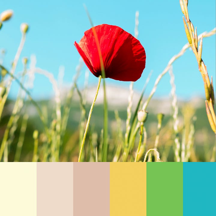 Photos of flowers with swatches of colors inspired by the photo