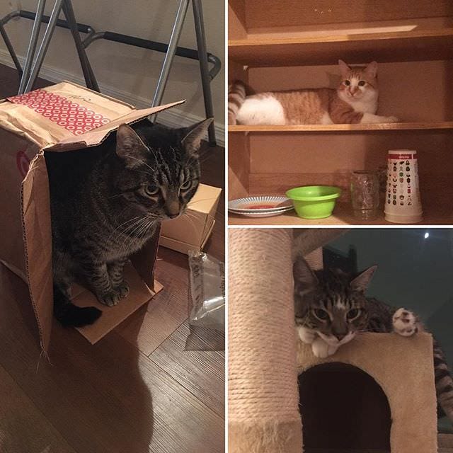 Clockwise from left: Linus, Hobbes, Tommen