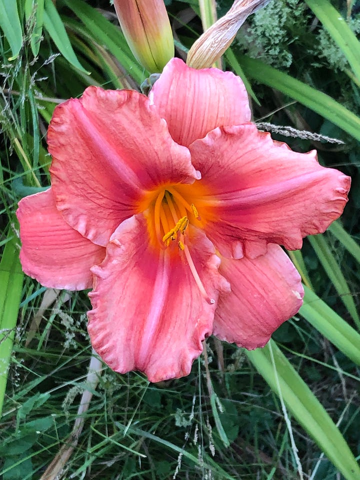 A yellow-peach and a pink day lily in full bloom.