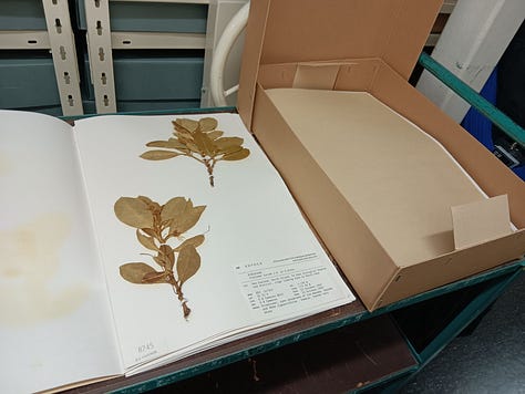 Three photos: 1 Silver fern four pieces two white side two brown side. 2. Another specimen this one rubiaceae. 3. Very orderly herbarium shelving, the boxes fit perfectly on the shelves filling them entirely