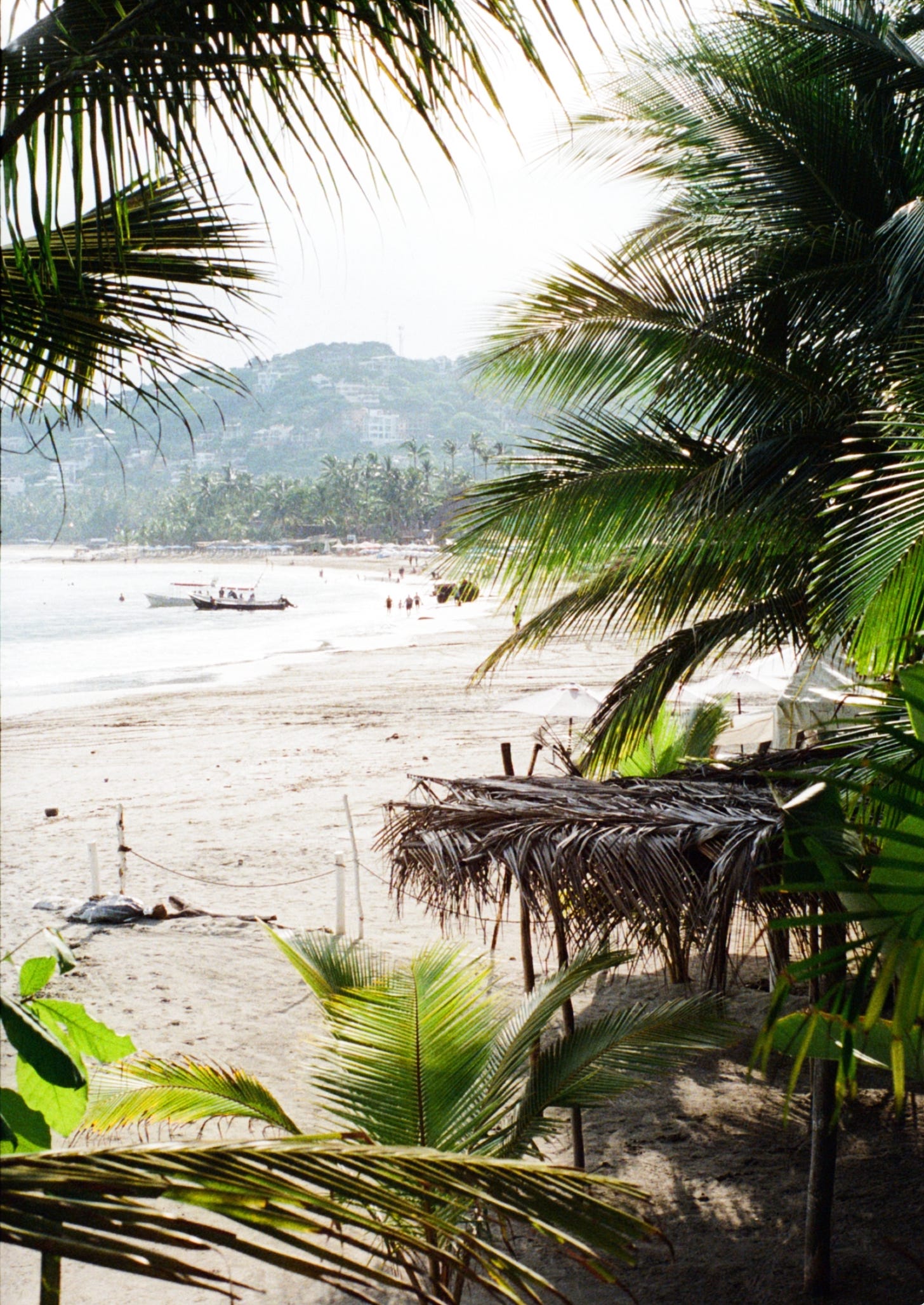 Palm trees with tropical beach and mountains visible in background at Sayulita, Mexico. Photograph by Georges Yazbek.