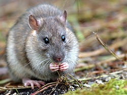 A mouse eating grass in the dirt

AI-generated content may be incorrect.