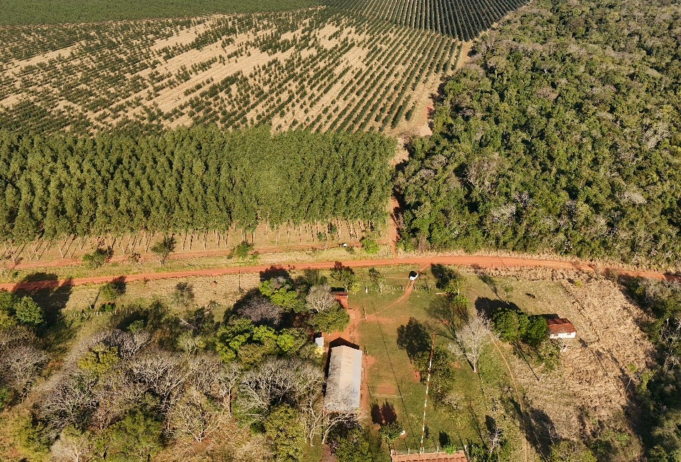 Alemania le dice a Apple: Si usás créditos de carbono de eucaliptos en Paraguay tu producto no es "carbono neutral". 