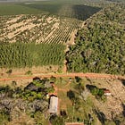 Alemania le dice a Apple: Si usás créditos de carbono de eucaliptos en Paraguay tu producto no es "carbono neutral". 