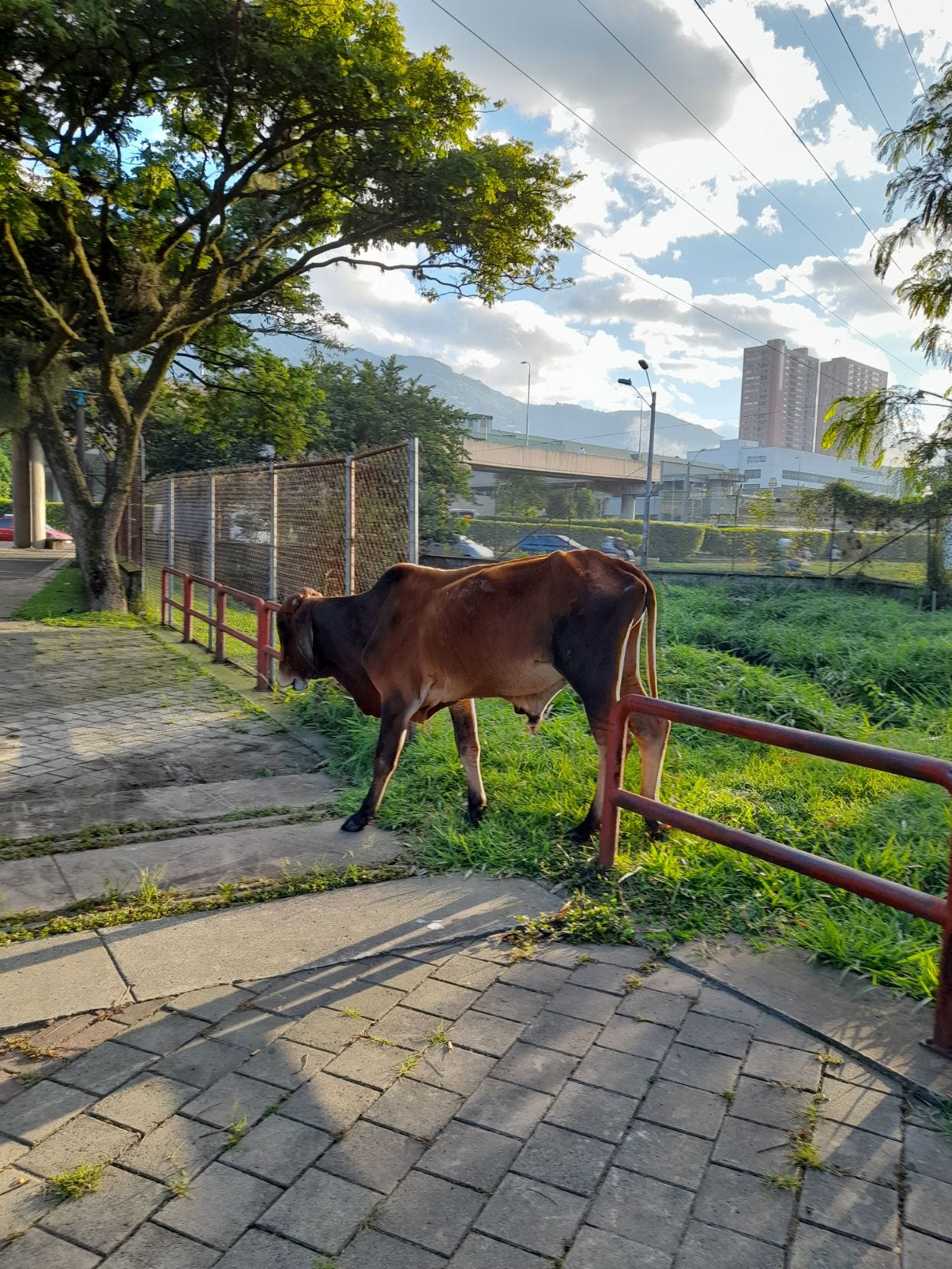 A lone cow grazes at dawn on the edge of the park where I run, right by the highway. She seemed sedate and just fine.