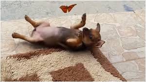 Tiny Puppy Gleefully Plays With a ...