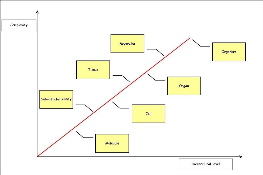 Humans are complex hierarchical systems