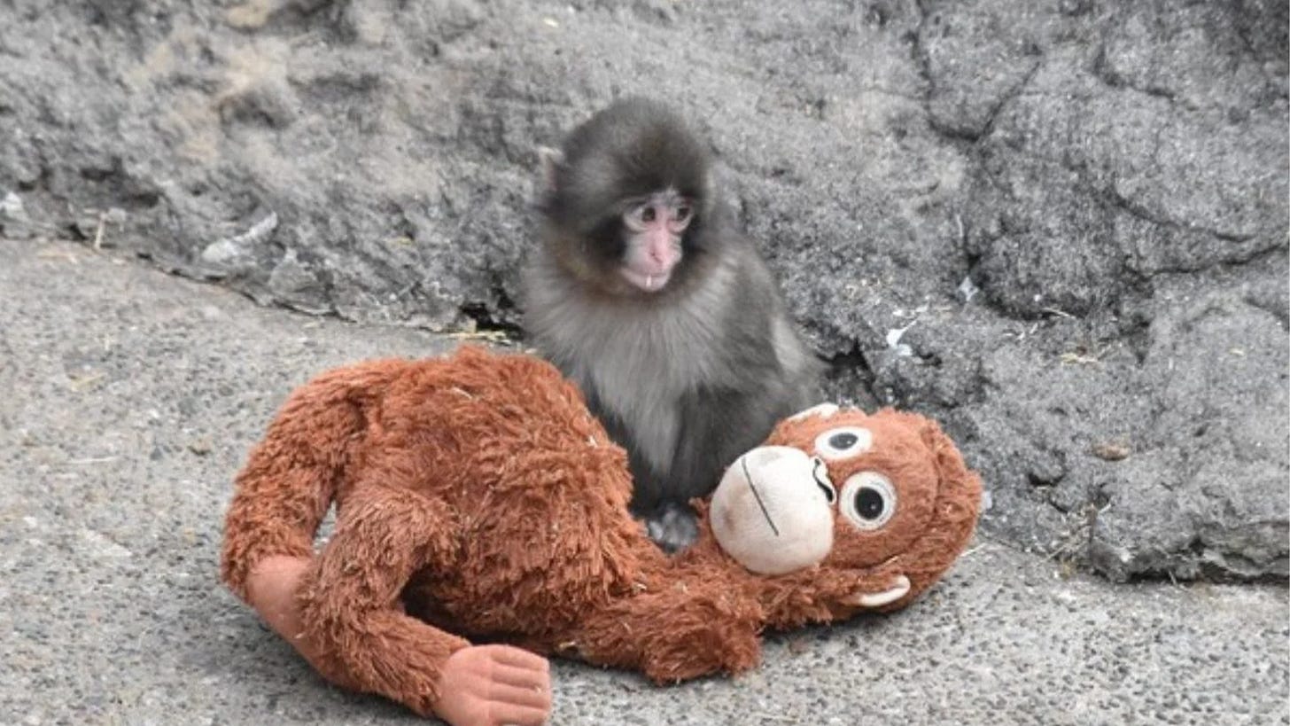 Baby monkey with an orangutan plush Baby monkey with an orangutan plush