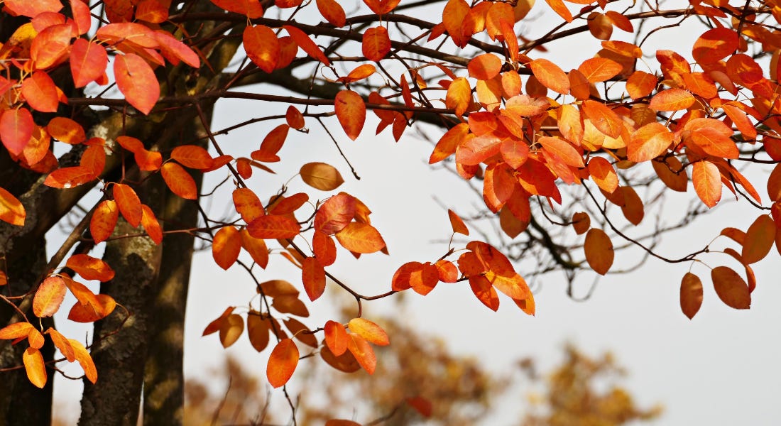 A close-up of a tree with orange leaves and a dark brown trunk