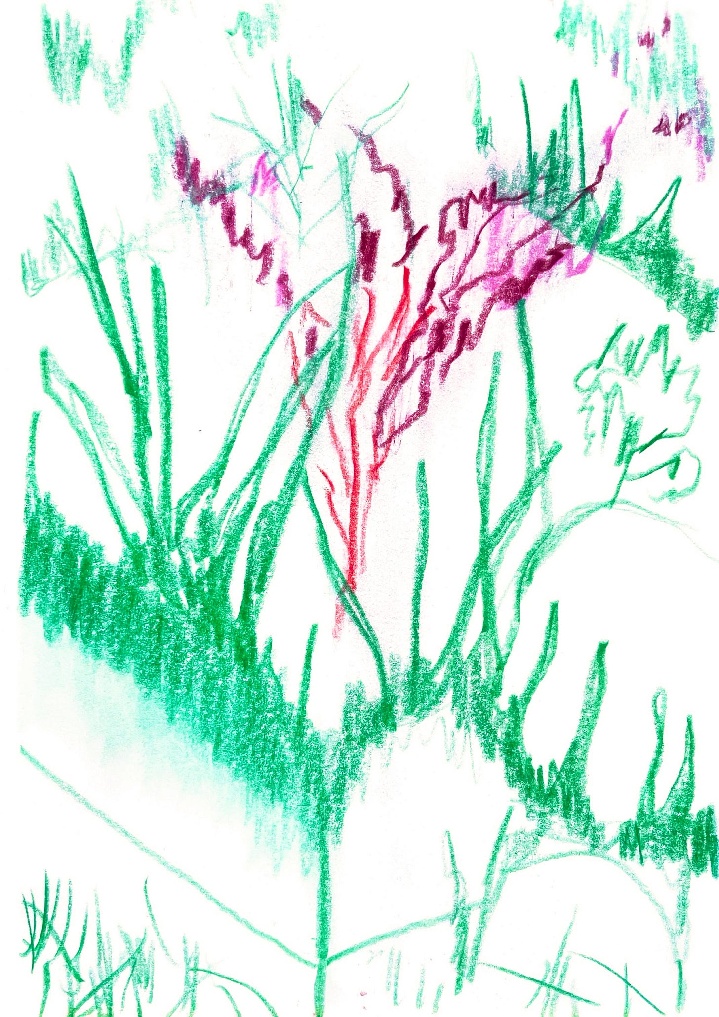 An energetic colored pencil drawing of wildflowers and grass in bright greens and pinks, with loose, gestural marks that capture movement and growth