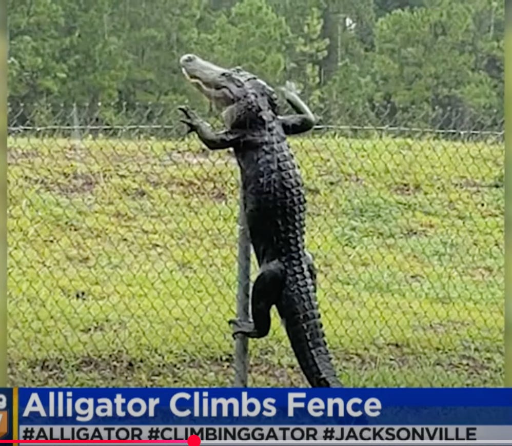 A alligator climbing a fence

AI-generated content may be incorrect.