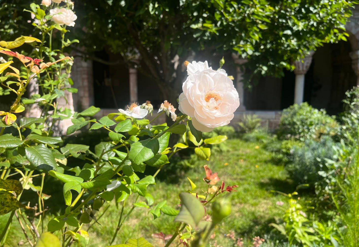 The Gardens at the Met Cloisters - by Rhiannon Tyndell