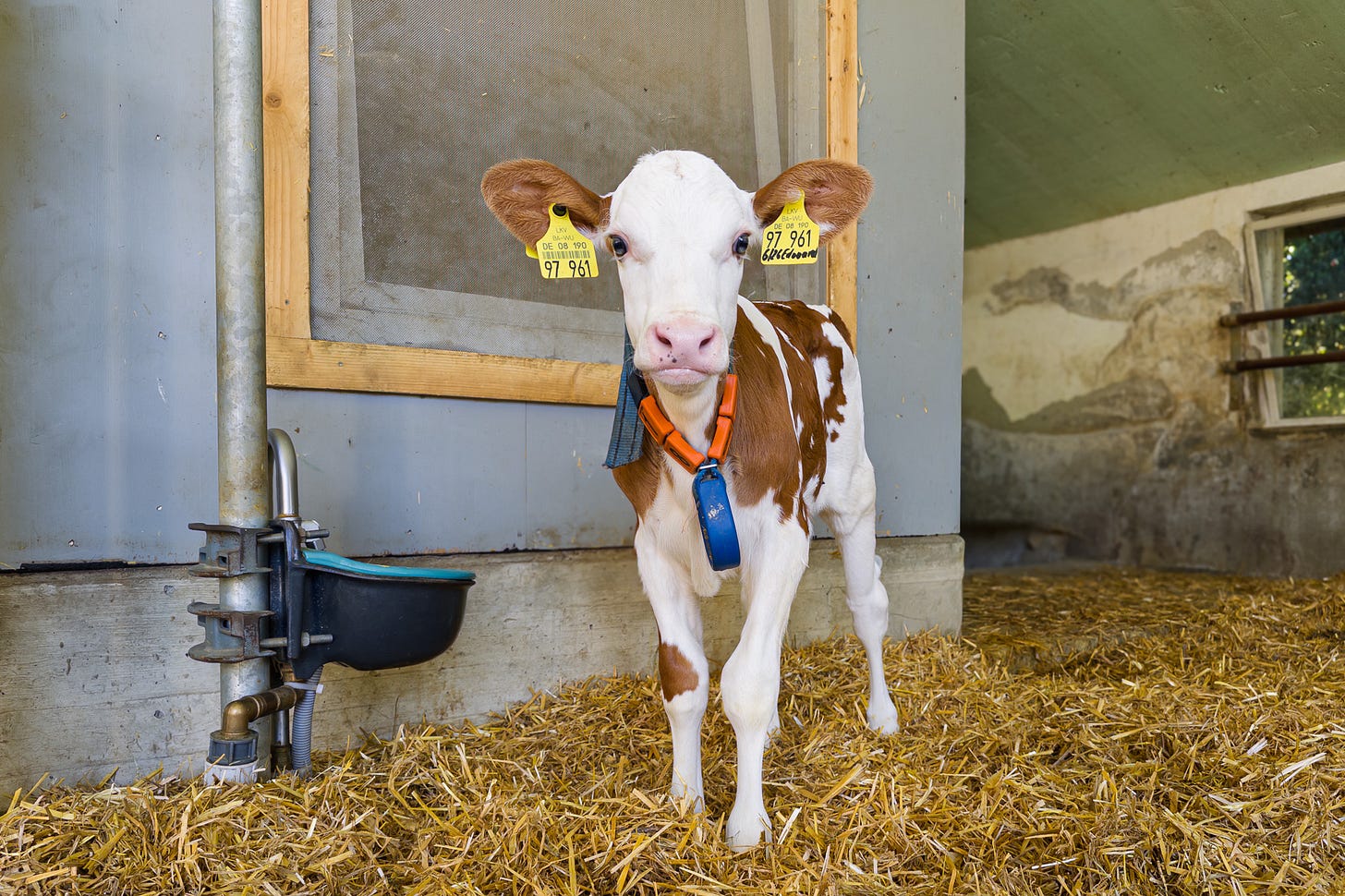 Ein rot-weisses Kalb mit gelben Ohrmarken steht auf frischem Stroh in einer Einzelbucht und blickt direkt in die Kamera. Um den Hals trägt es ein orange-blaues Aktivitäts- oder Ortungsband; links daneben sind eine Tränke und eine graue Stallwand mit Holzrahmen zu sehen.