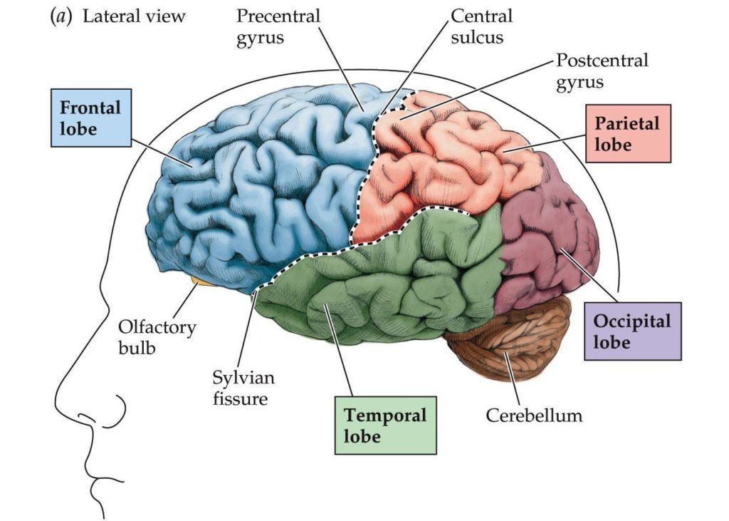 Frontal Lobe : Anatomy, Location & Function - Anatomy Info