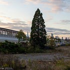 13. New Cross Gate Giant Redwood 