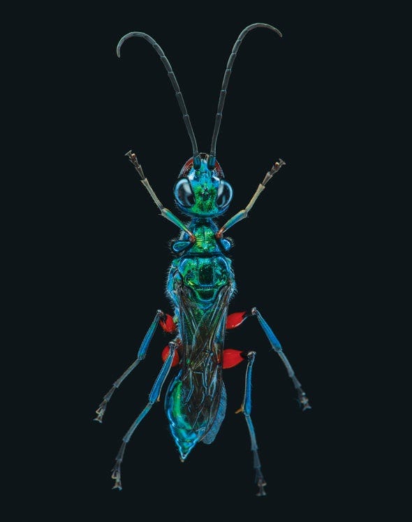 How a Wasp Turns Cockroaches into Zombies