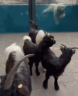 Goats in a Belgian zoo are objects of curiosity for a swimming polar bear