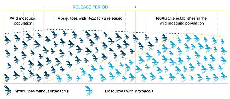 Wolbachia-establishment