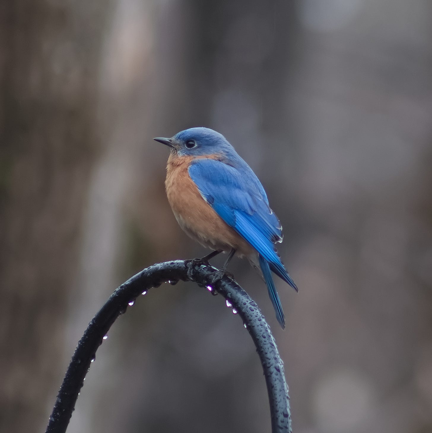 Bluebird on a rainy day Bluebird on a rainy day
