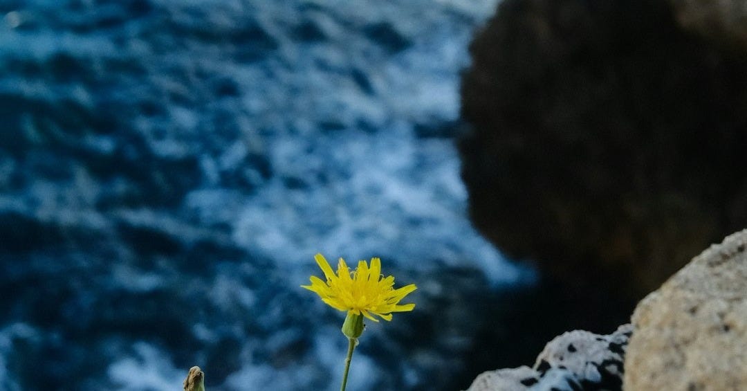 A single yellow flower grows on a rocky cliff.