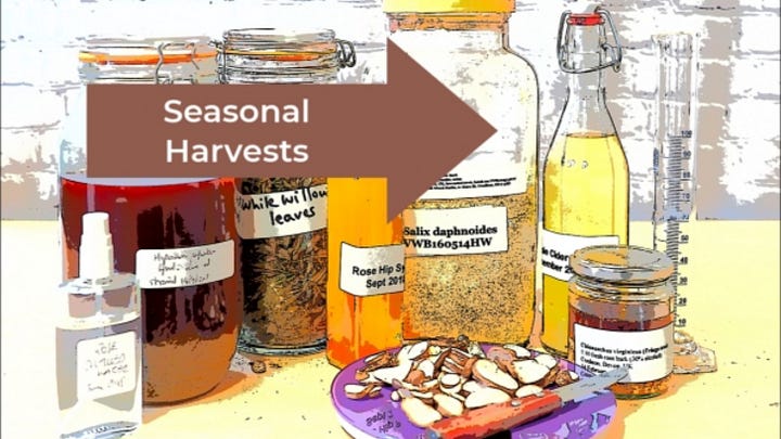 Harvesting, making tea, jars and bottles, pestle and mortar