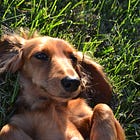 Catalogue of Departed Dogs 