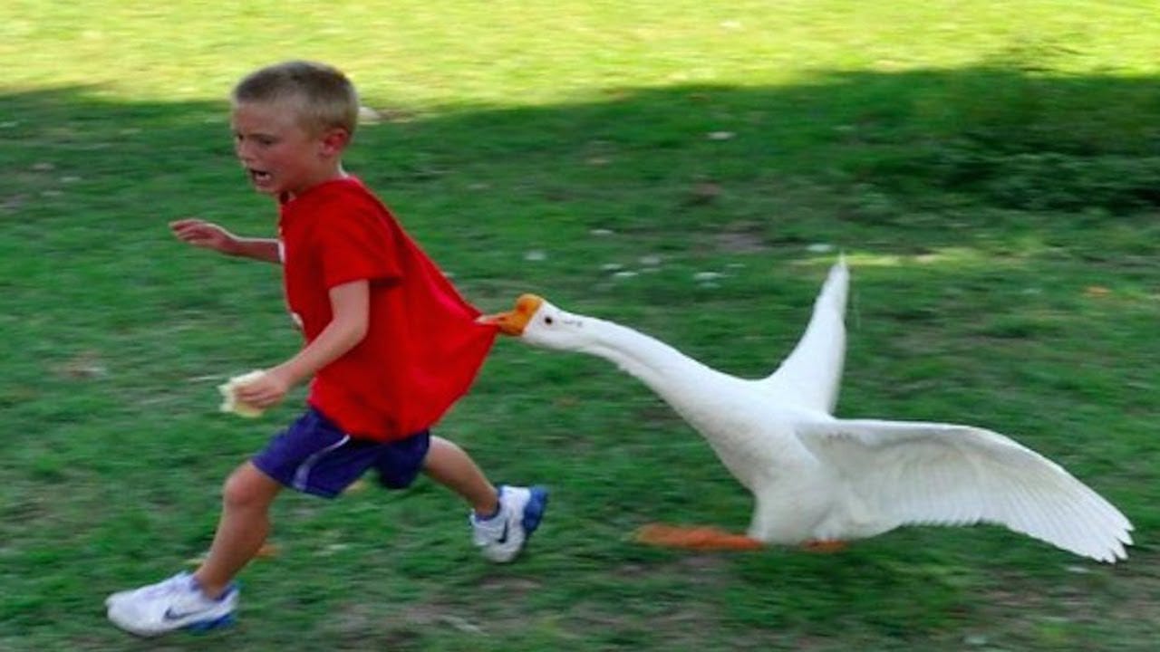 Funny Goose Chasing Kids Compilation|| Funny Babies and Pets - YouTube