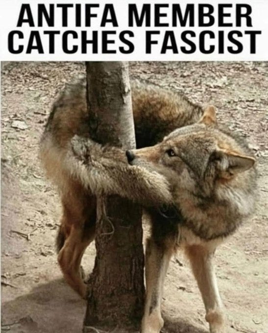 Wolf with gray fur hugs a tree trunk in a dry forest area with scattered leaves on the ground. Text overlay at top reads ANTIFIFA MEMBER in large bold letters. Additional text below reads CATCHES FASCIST in similar style.