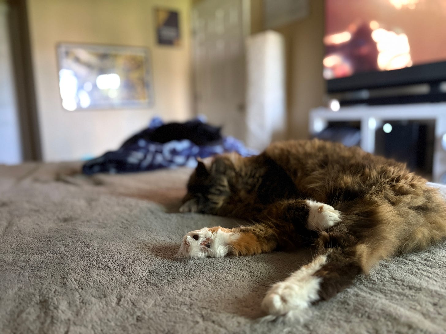 Two cats lying on a bed, a black cat sleeping out of focus in the background, while in the foreground is a calico Maine Coon all stretched out and snoozing happily. Two cats lying on a bed, a black cat sleeping out of focus in the background, while in the foreground is a calico Maine Coon all stretched out and snoozing happily.